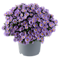 Bild von Asters P19 Light purple